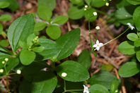 Galium rotundifolium